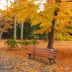 AUTUM IN THE PARK WAX MELT