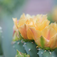 Baja Cactus Candle Cactus Flower | Starlight Essentials