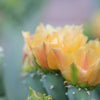 Baja Cactus Flower | Starlight Essentials