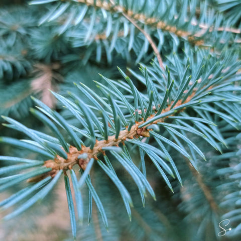 BLUE SPRUCE WAX MELT