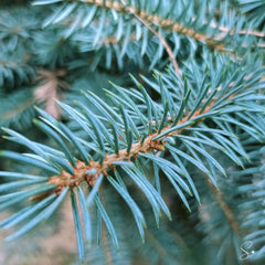 BLUE SPRUCE WAX MELT