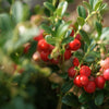 CRANBERRY WOODS COCONUT SOY CANDLE