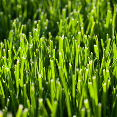 FRESH CUT GRASS WAX MELT