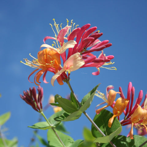 HONEYSUCKLE JASMINE CANDLE