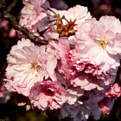 CHERRY BLOSSOM BAR SOAP