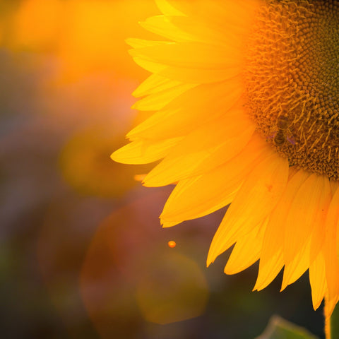 SUNFLOWER COCONUT SOY CANDLE