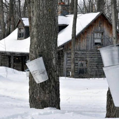 SUGAR SHANTY COCONUT SOY CANDLE