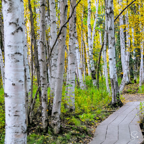 WHITE BIRCH COCONUT SOY CANDLE - COMING SOON