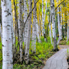 WHITE BIRCH COCONUT SOY CANDLE - COMING SOON